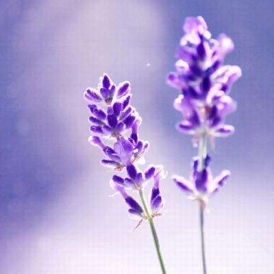 火狐官网手机app下载